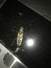 Batocera lineolata
