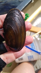 Pyganodon lacustris