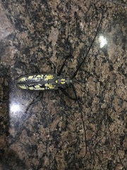 Batocera lineolata