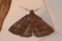 Zanclognatha obscuripennis