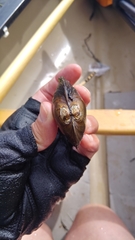 Pyganodon lacustris