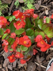 Magnoliopsida
