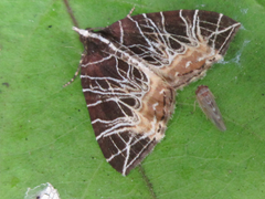 Evecliptopera illitata