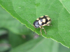 Cryptocephalus koltzei