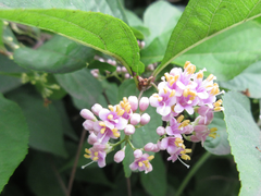 Callicarpa dichotoma