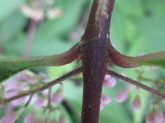 Callicarpa dichotoma