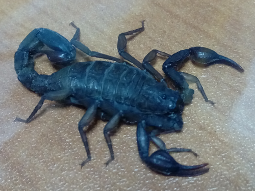 Mexican Scorpion