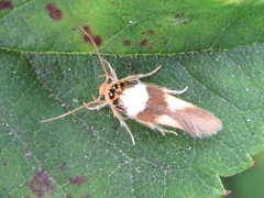 Stathmopoda opticaspis