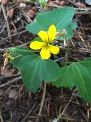 Viola lobata integrifolia