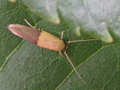 Opogona nipponica