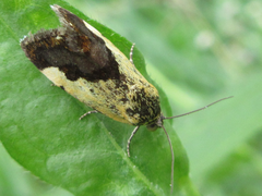 Acontia bicolora