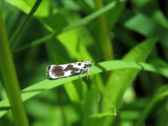 Ethmia quadrillella