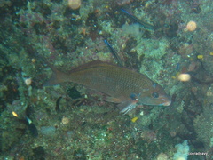 Chirodactylus jessicalenorum