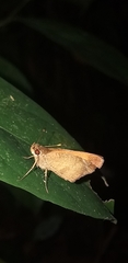 Synapte malitiosa