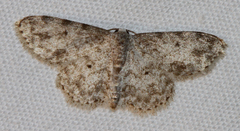 Scopula plantagenaria