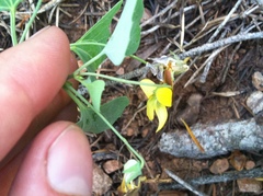 Viola lobata integrifolia