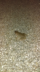 Lithobates sphenocephalus