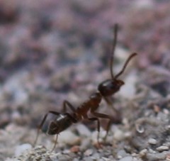 Linepithema humile