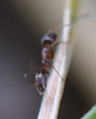 Linepithema humile