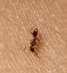 Linepithema humile