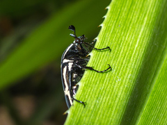 Amithao marginicollis