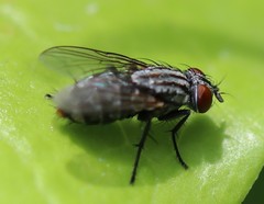 Diptera