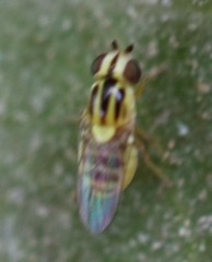Thaumatomyia