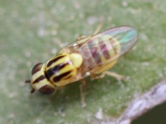 Thaumatomyia