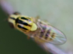 Thaumatomyia