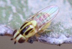 Thaumatomyia