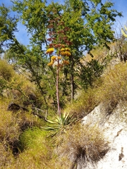 Agave aurea