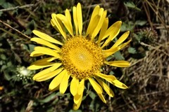 Grindelia stricta stricta