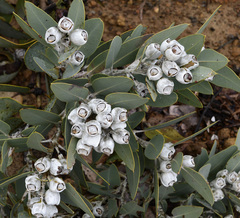 Eucalyptus pleurocarpa