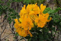 Senna cumingii