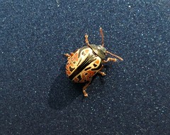 Calligrapha philadelphica