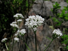 Valeriana rossica