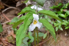Trillium catesbaei