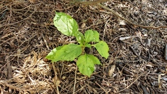 Pokeweed mosaic virus