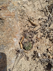 Echinofossulocactus phyllacanthus