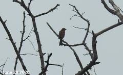 Emberiza cioides