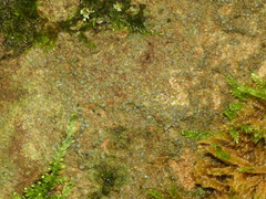 Micarea peliocarpa