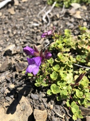 Penstemon davidsonii
