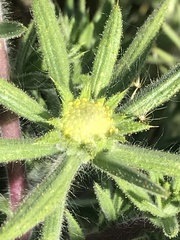 Centromadia fitchii