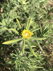 Centromadia fitchii