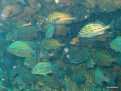 Pomadasys striatus