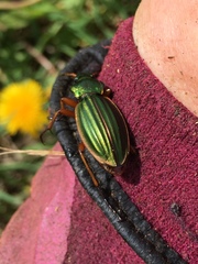 Carabus auratus