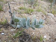 Convolvulus persicus