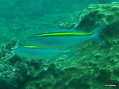 Caesio xanthalytos