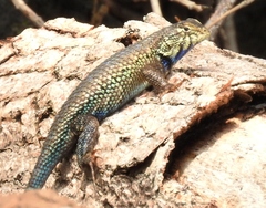 Sceloporus horridus