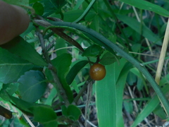 Solanum pseudocapsicum